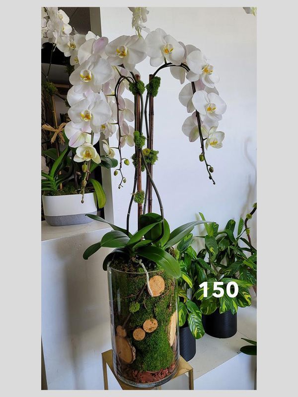 A potted plant with white flowers and the number 150 on it