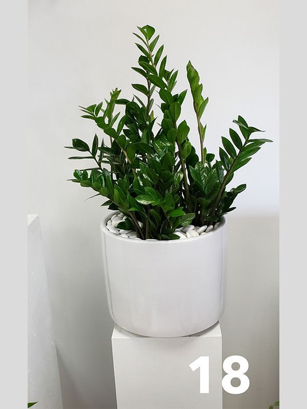 A potted plant is sitting on top of a white pedestal.