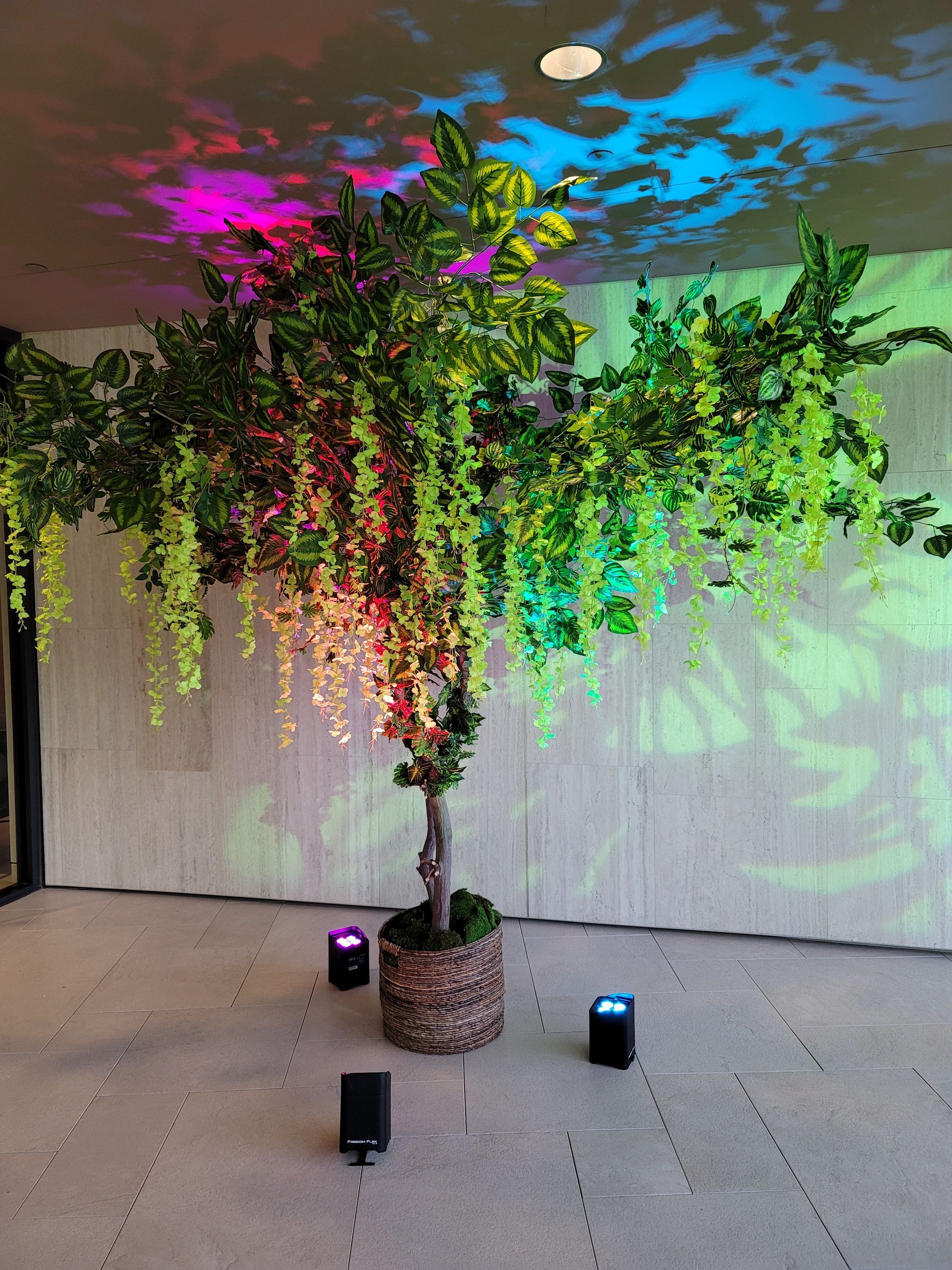 A large tree in a pot is surrounded by lights in a room.