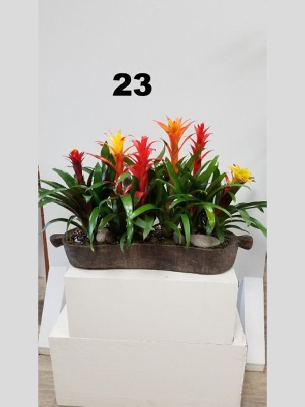 A potted plant with the number 23 on it