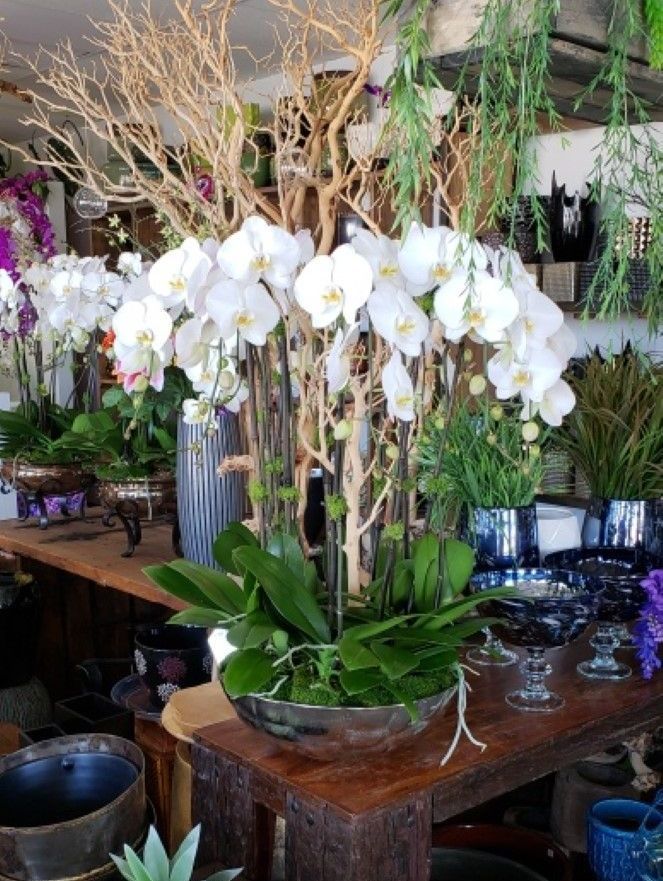 orchid arrangements