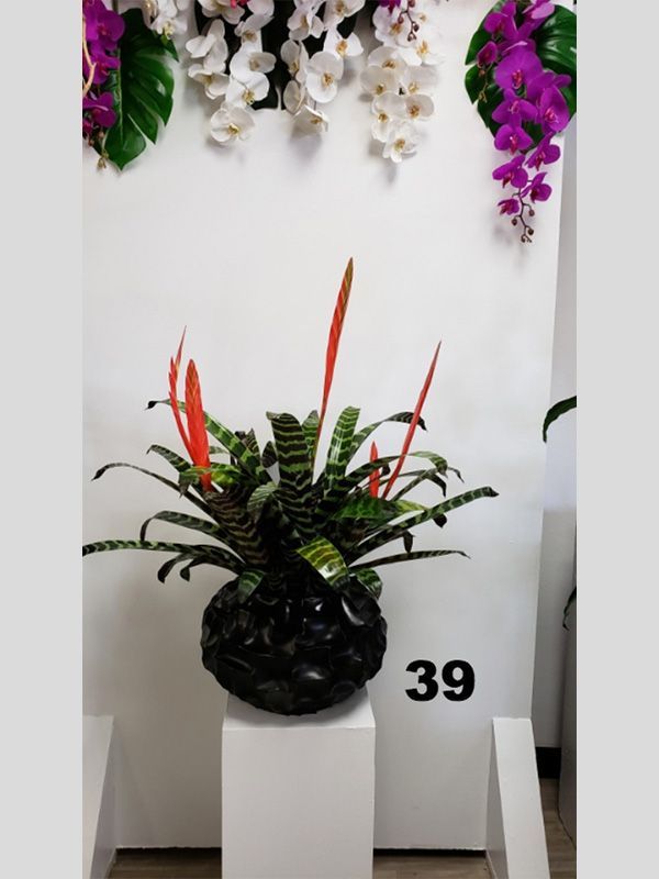 A plant in a black vase with the number 39 on it