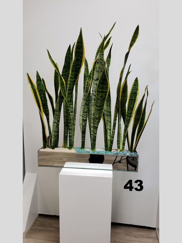 A potted plant with the number 43 on it