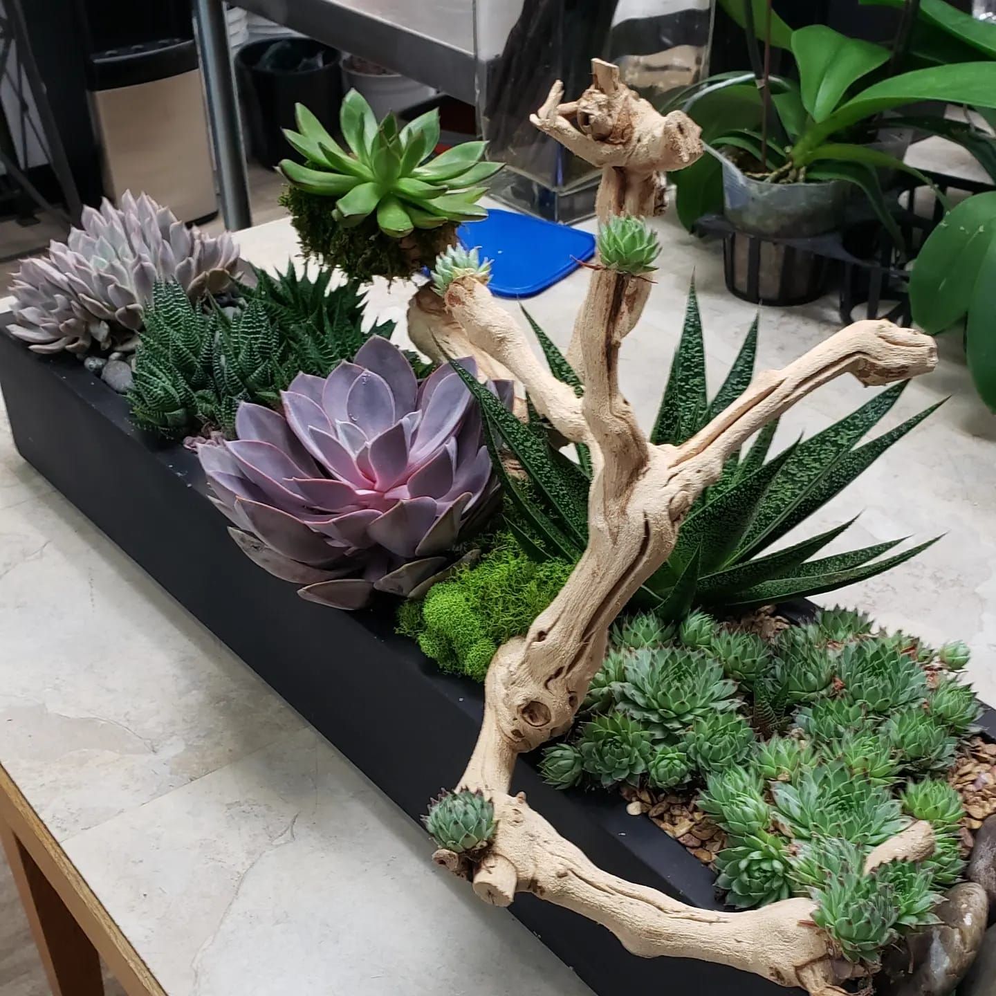 A planter filled with a variety of succulents and plants