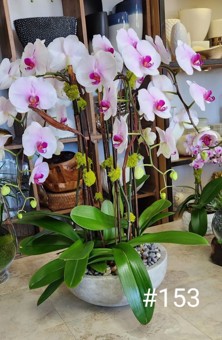 A vase filled with pink and white orchids is sitting on a table.