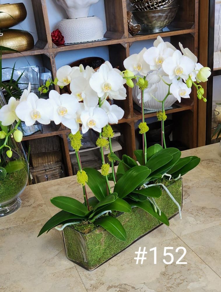 A vase of white orchids with the number 152 on the bottom
