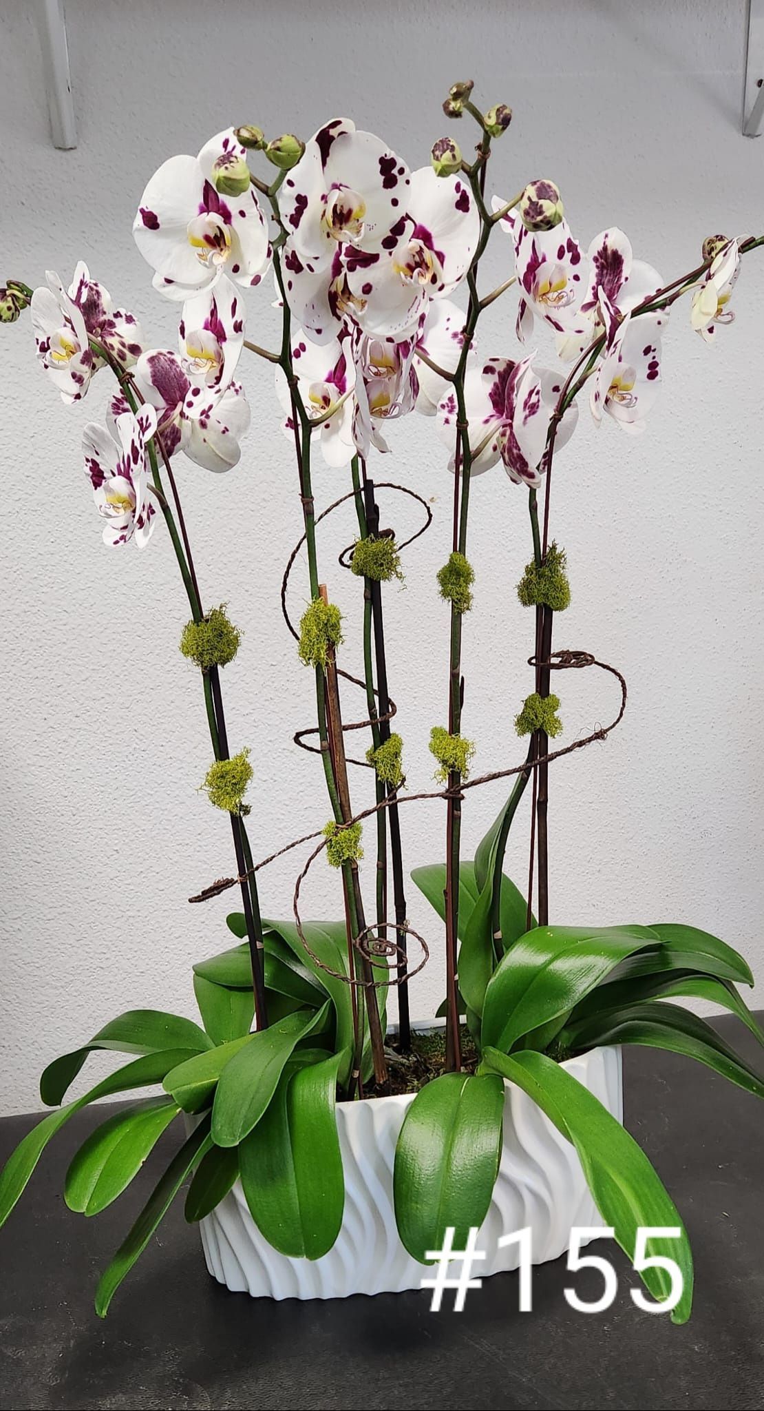 A potted plant with white and purple flowers and green leaves.