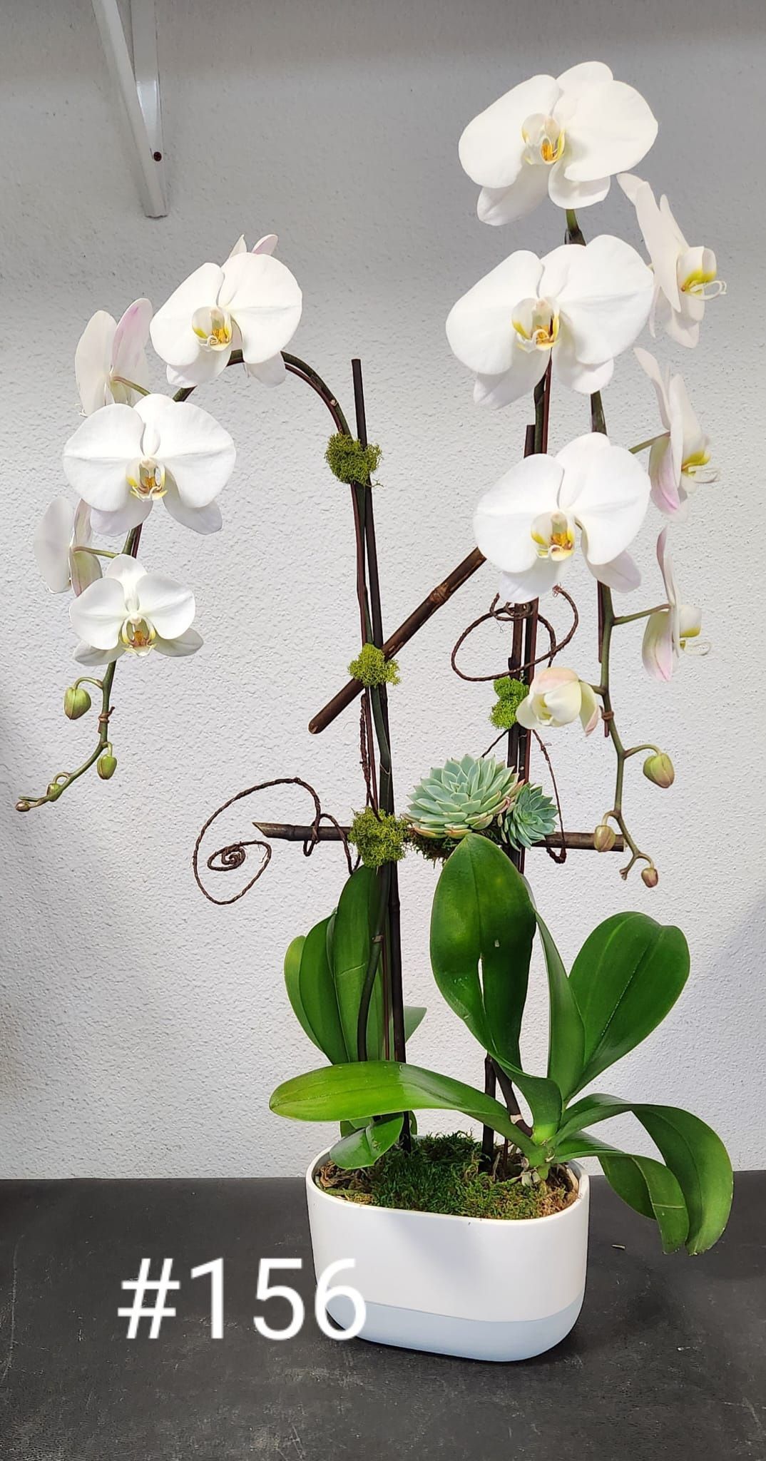 A white orchid in a white pot is sitting on a table.