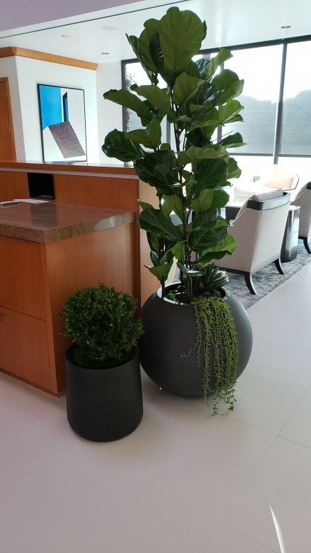 Two potted plants are sitting on a counter in a living room.