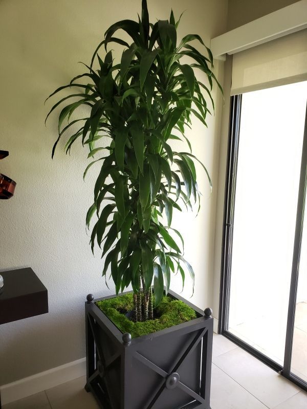 A large potted plant in a room next to a sliding glass door