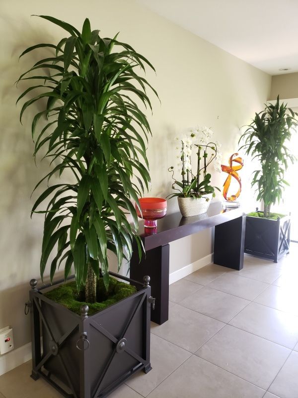A row of potted plants on a table in a room