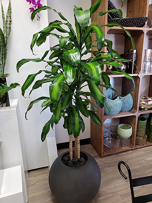 A large potted plant is sitting in a room next to a shelf.