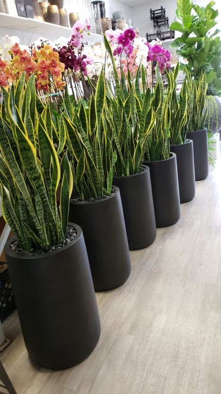 A row of potted plants sitting next to each other on a wooden floor.