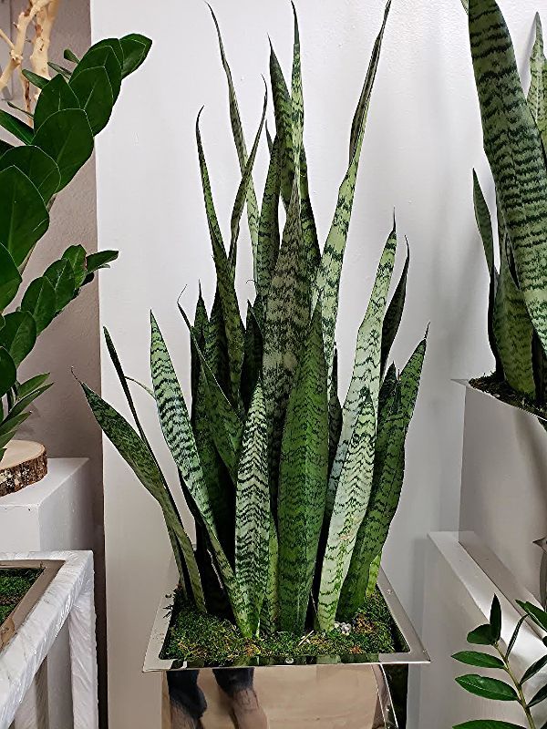 A snake plant is sitting in a square pot in a room.