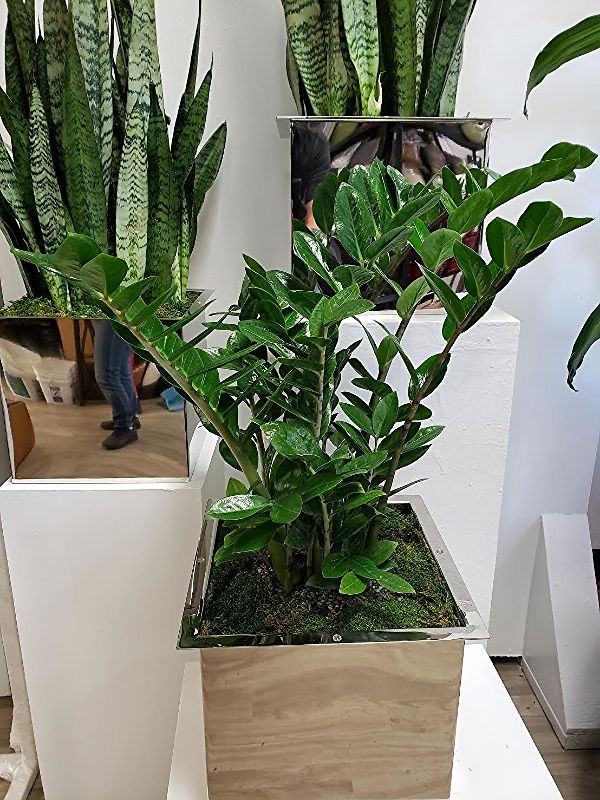 A potted plant is sitting on a table next to a mirror.