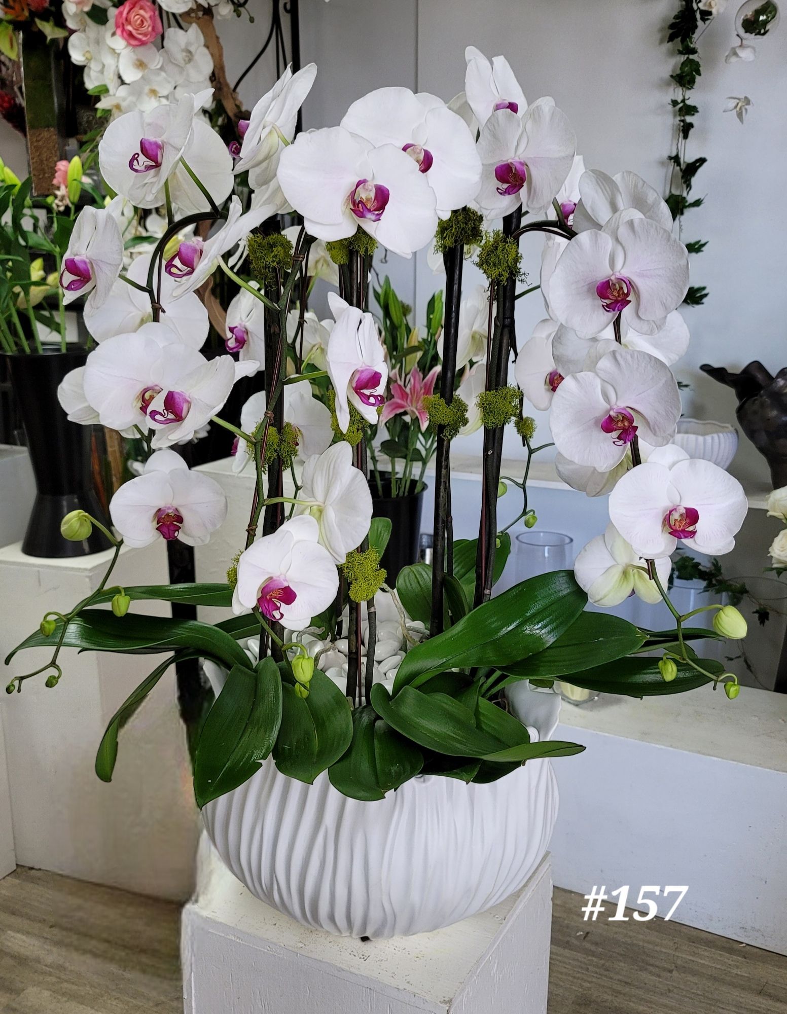 A white vase filled with white orchids with purple centers