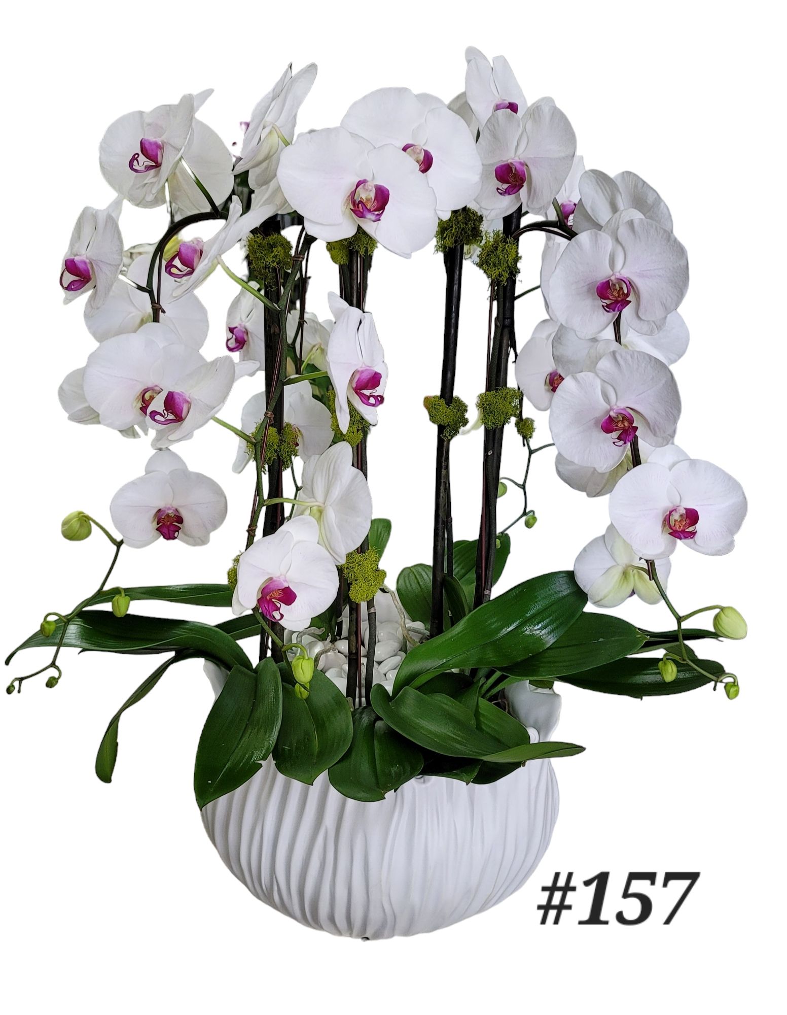 A white vase filled with white orchids with purple centers