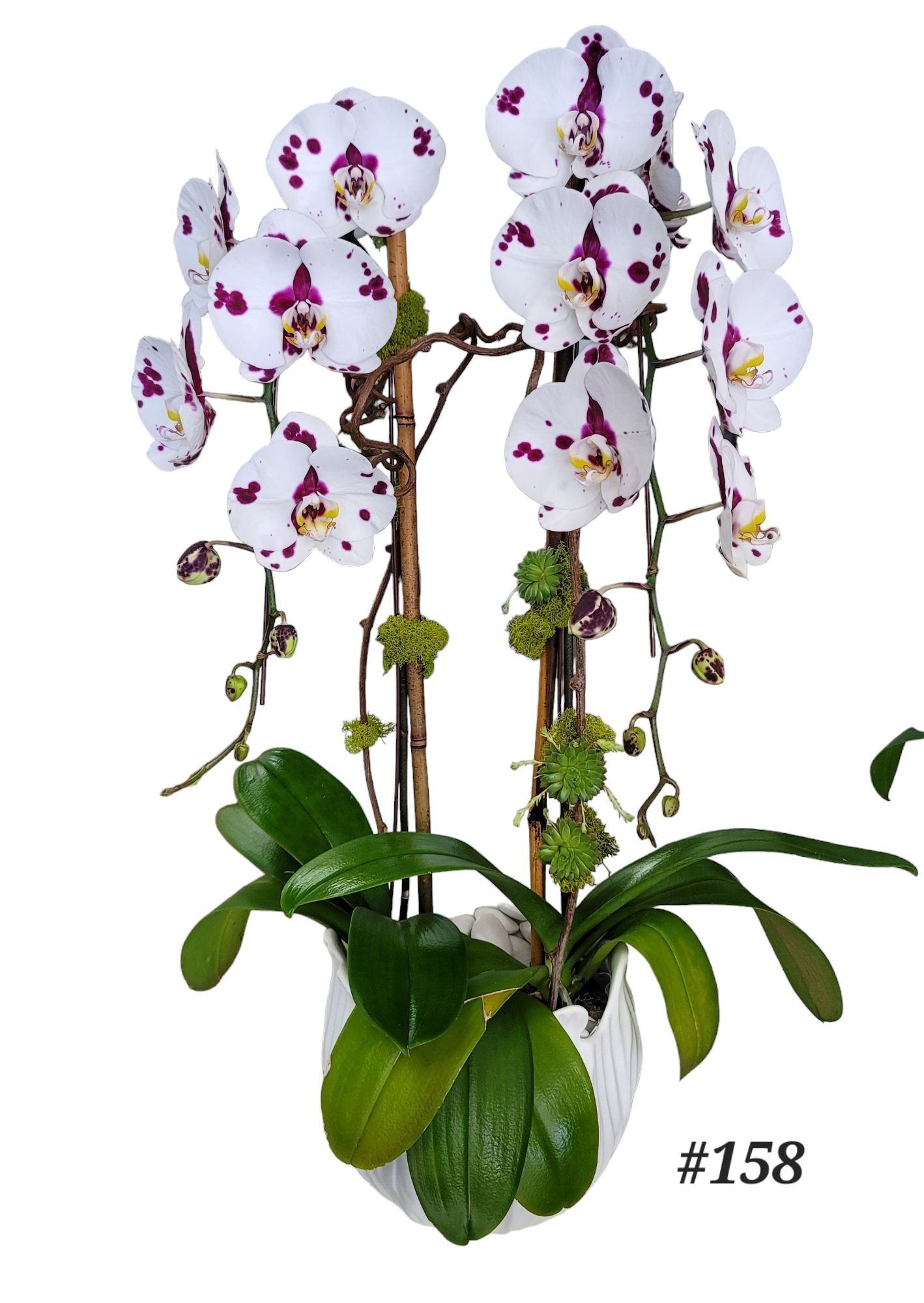 A potted plant with white and purple flowers and the number 158