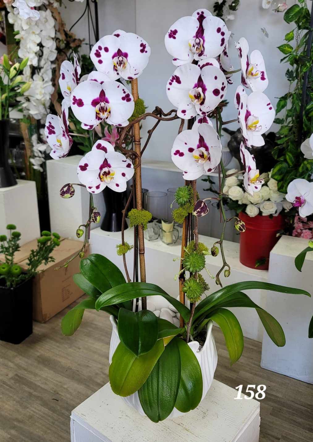A potted plant with white and purple flowers is sitting on a table.