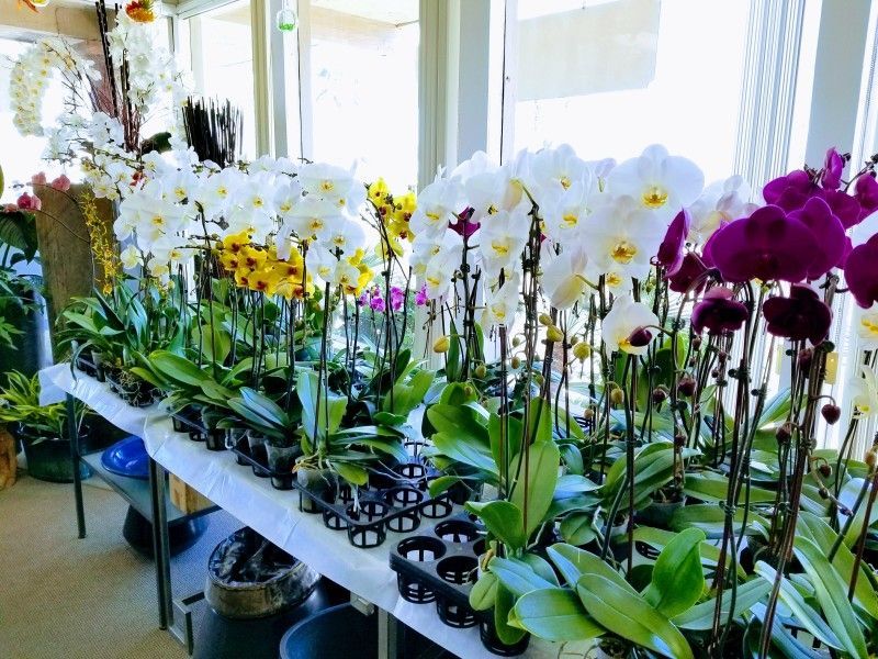 A bunch of orchids are sitting on a table in front of a window.