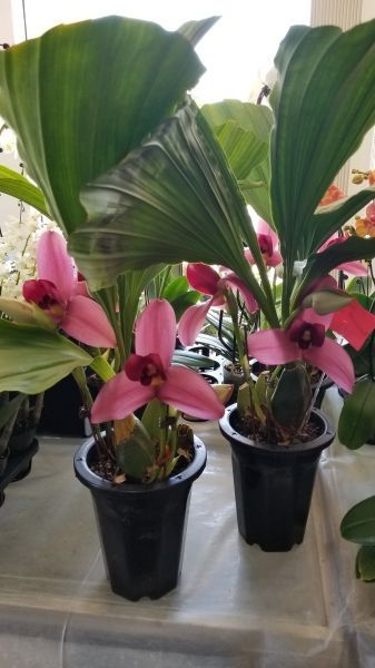 Two potted plants with pink flowers are sitting on a table.