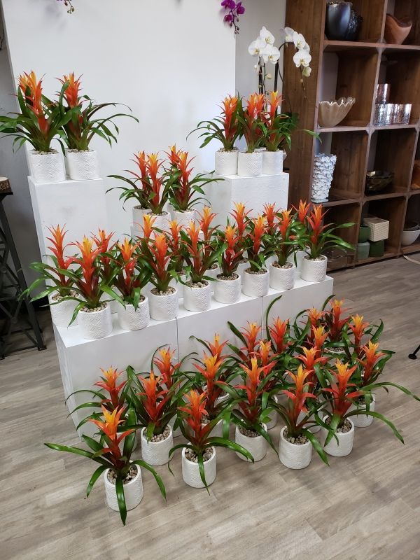 A bunch of potted plants are sitting on a wooden floor in a room.