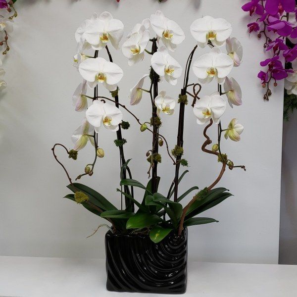 White orchids in a black vase on a table