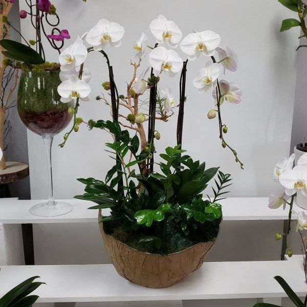 A potted plant with white flowers and green leaves