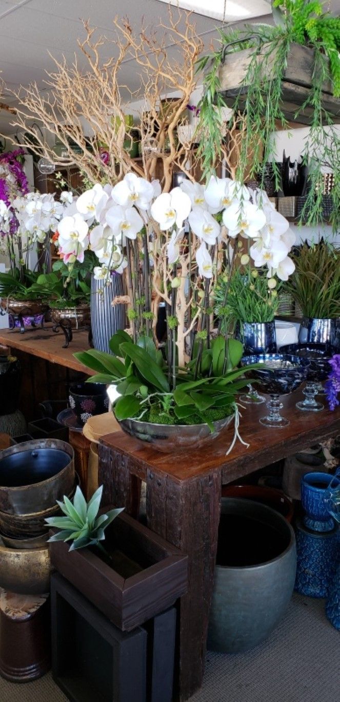 A bunch of potted plants are sitting on a table in a room.