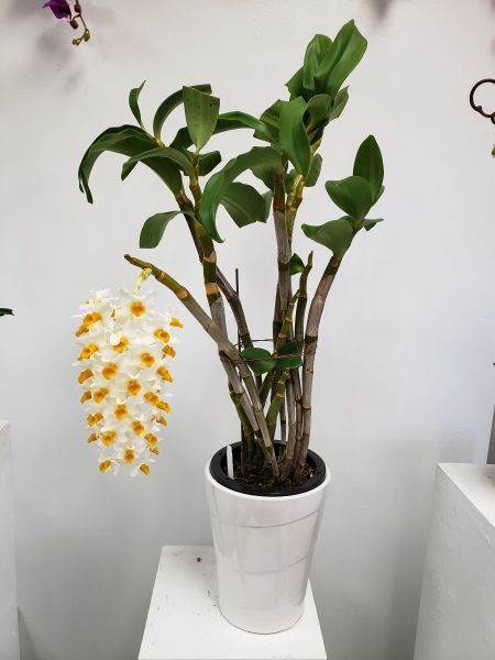 A plant in a white pot with yellow flowers