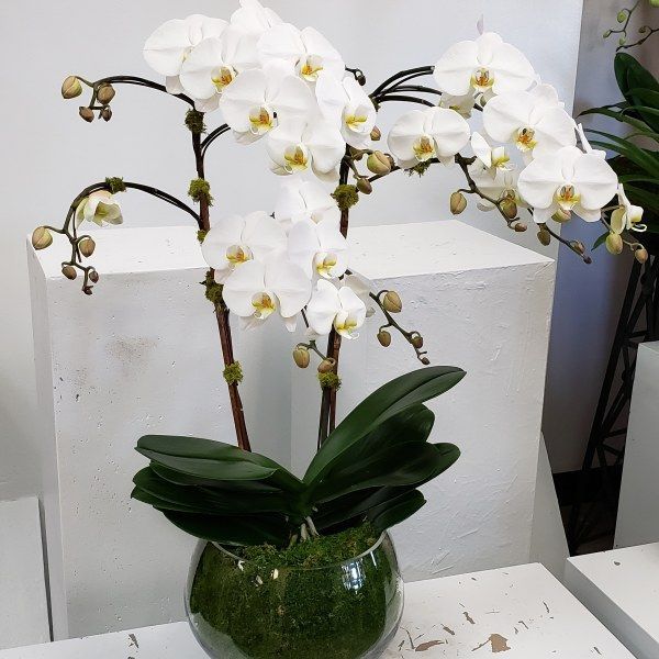 A vase filled with white flowers sits on a table