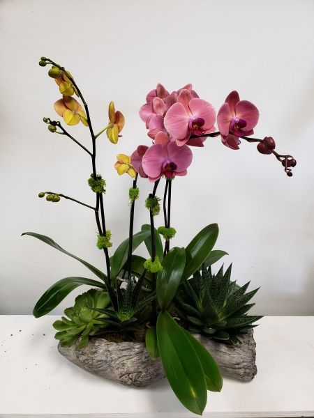 A potted plant with pink orchids and green leaves