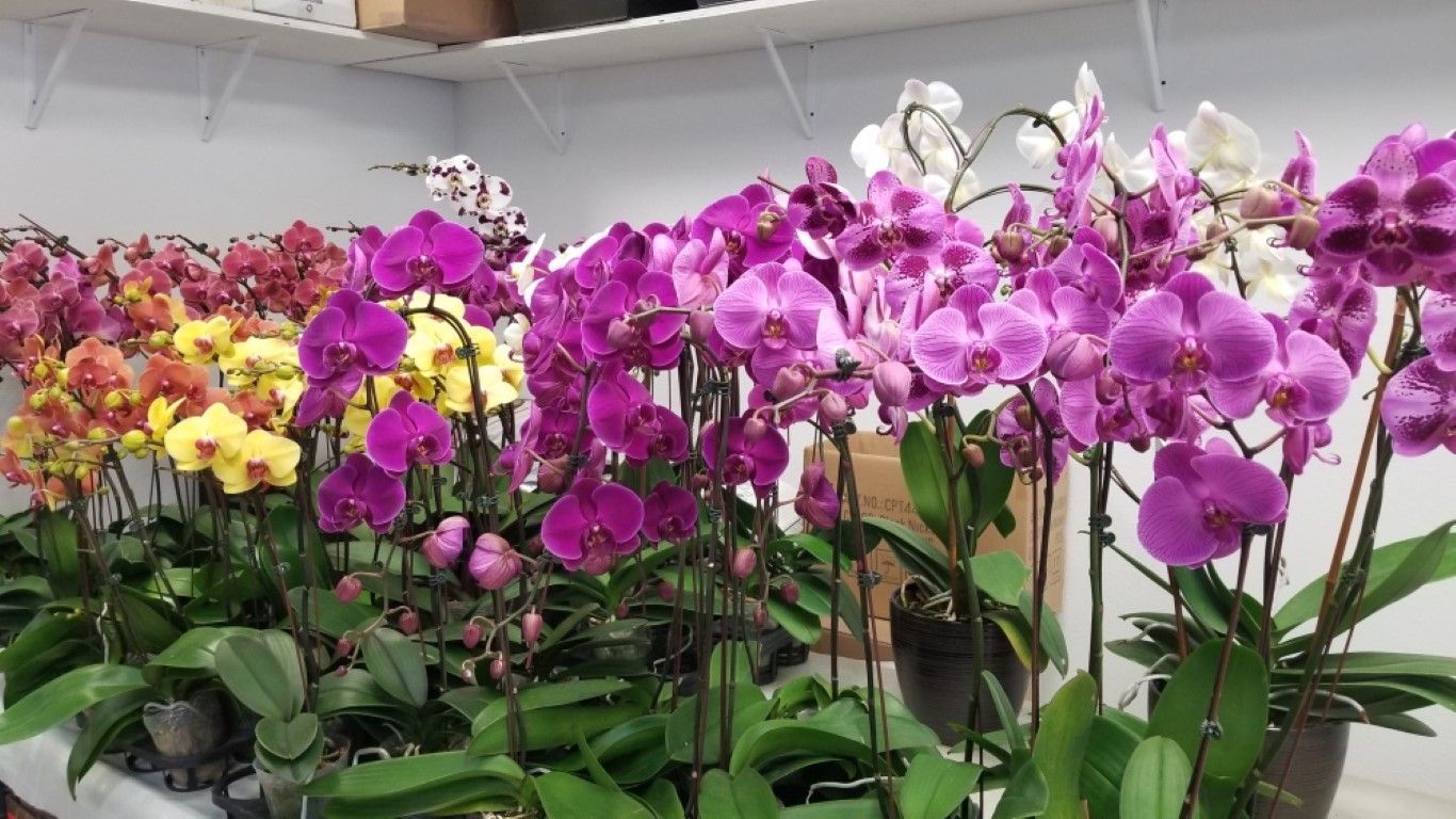 A bunch of orchids are sitting on a table in a room.