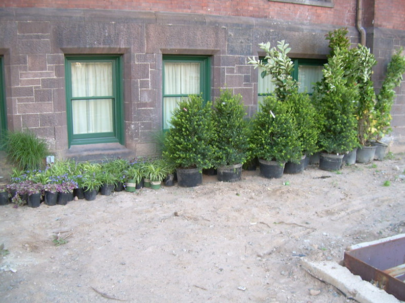 Plants in black pots lined up in front of a building with green-framed windows.