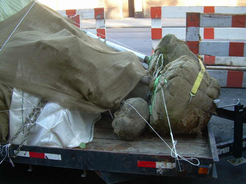 Trees wrapped and secured on a trailer, covered with a tarp, ready for transport.