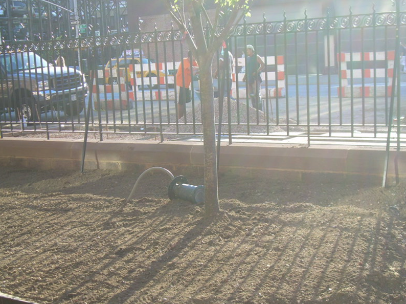 A tree being watered by a sprinkler in a dirt area with a fence, road, and people in the background.