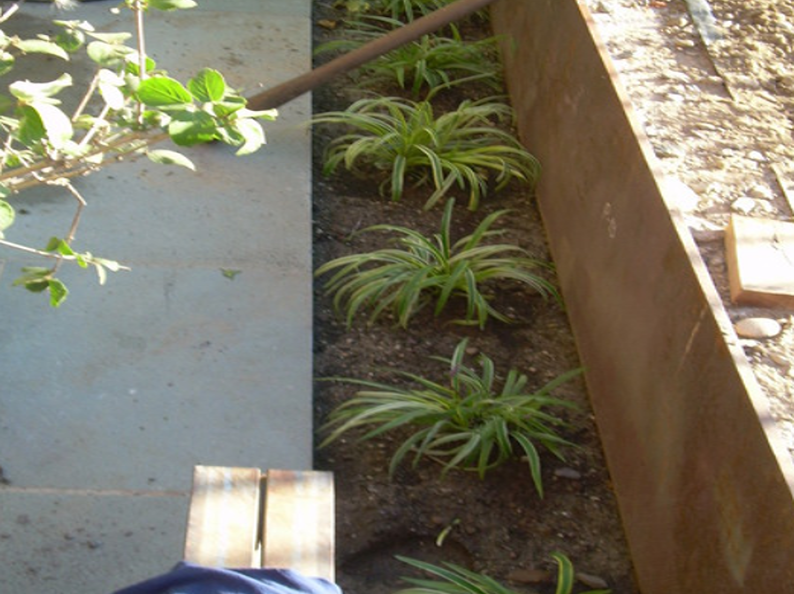 A row of green and white plants in a dirt bed, next to a weathered metal border and gray stone.