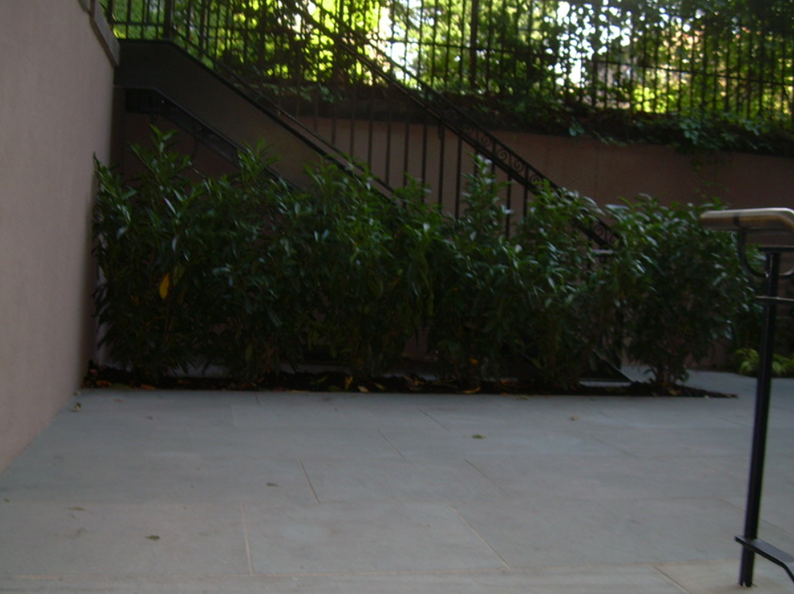 A patio with a low hedge of green bushes next to a set of stairs with a black metal railing.