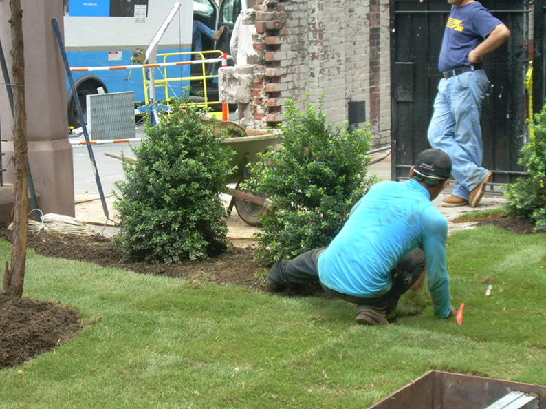 Man in blue shirt planting grass near bushes. Construction setting with blue bus.