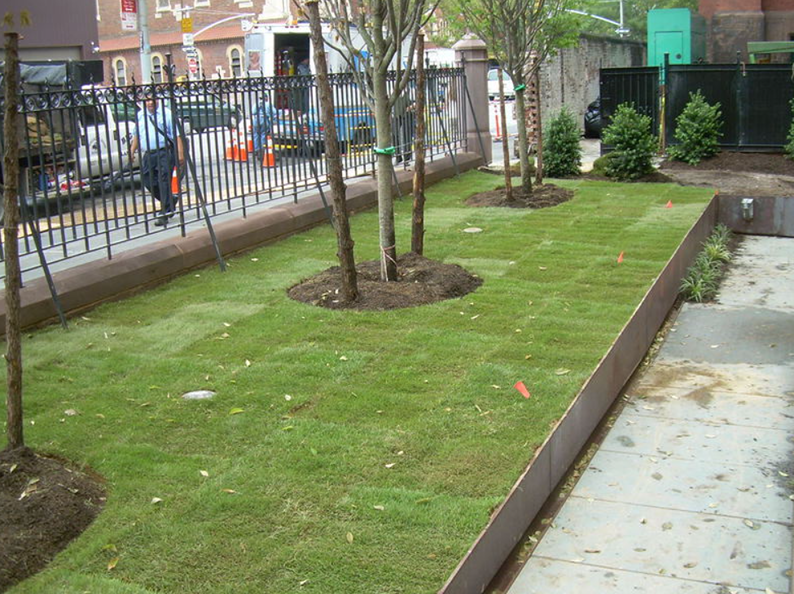 Green lawn with young trees in an urban setting, framed by metal borders, a fence, and sidewalk.