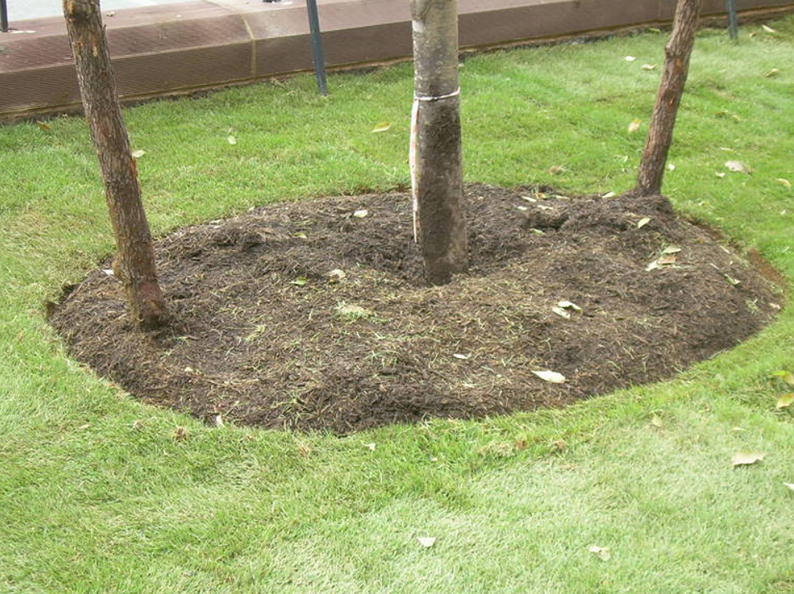 Trees mulched in a circular area, surrounded by green grass, with a cement border in the background.
