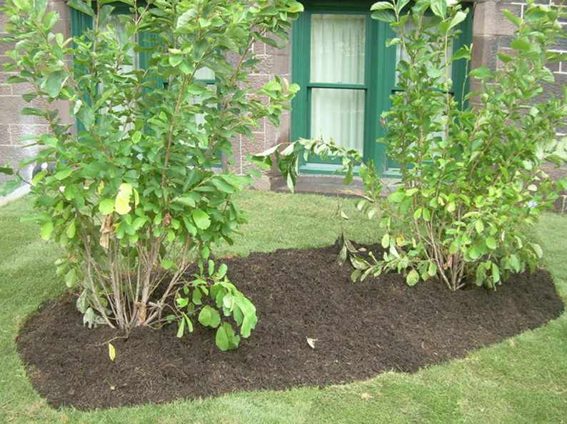 Two green shrubs surrounded by dark mulch in a lawn, with a green-framed window in the background.