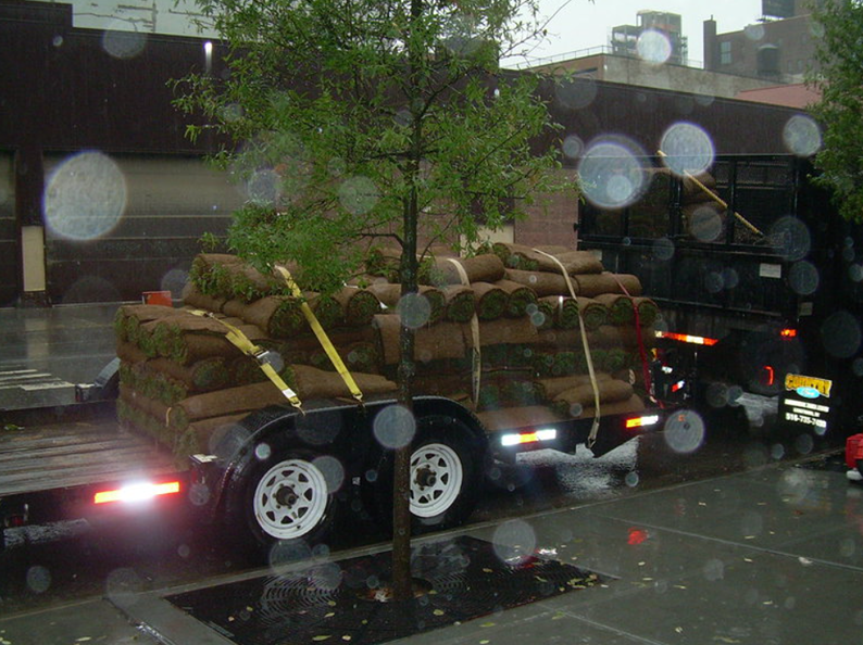 A trailer loaded with rolled sod on a rainy city street, with a tree in the foreground.