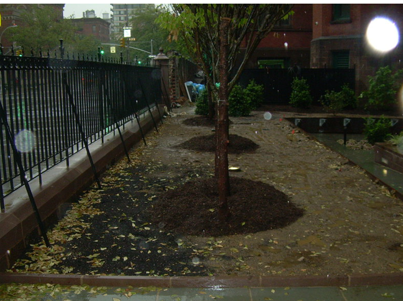 Park area with trees, fence, and brick wall. Brown mulch around trees. Wet ground.