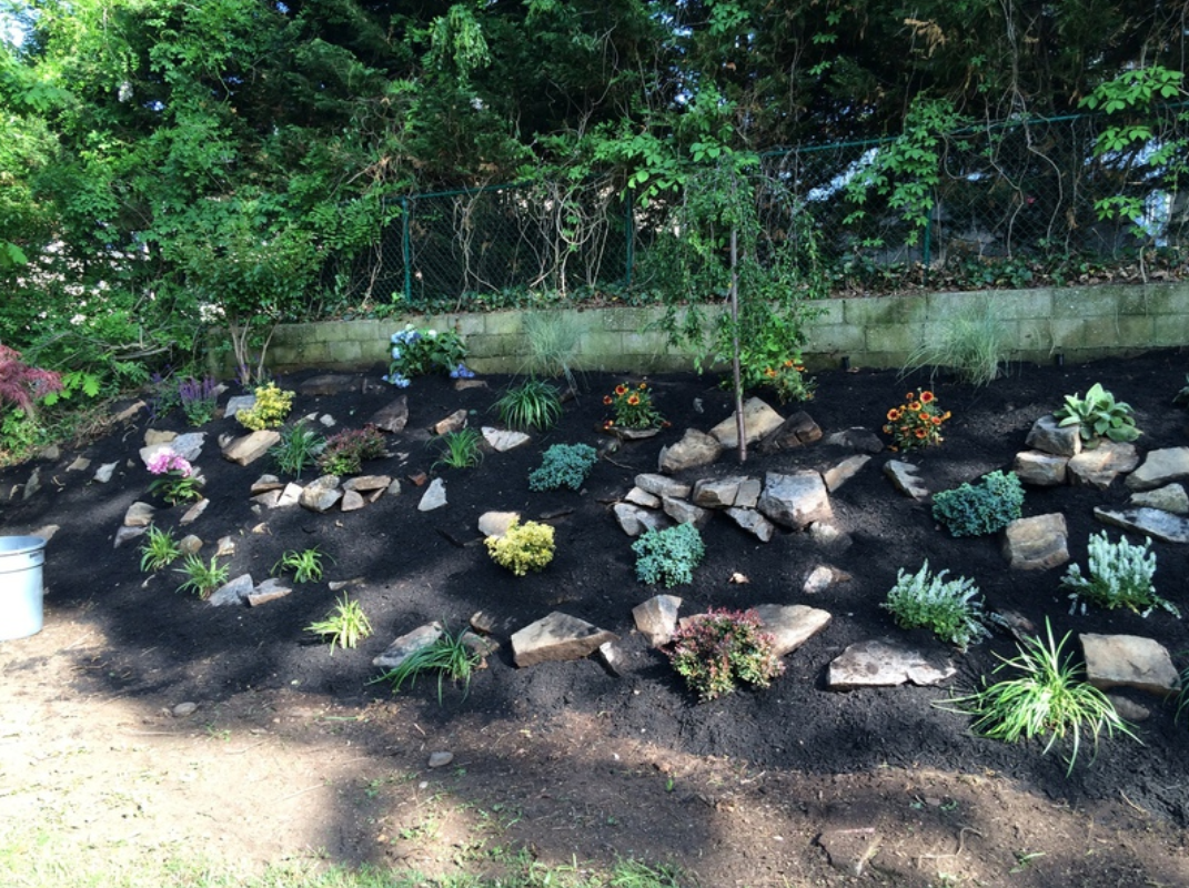 Garden bed with various plants, dark mulch, and rocks in front of a green hedge.