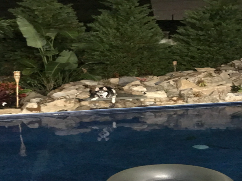 A black and white dog stands near a swimming pool, near rock wall and greenery at night.