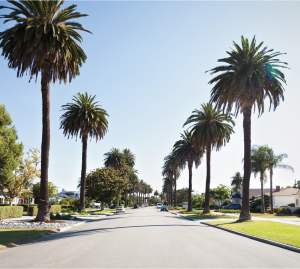 A row of palm trees line the side of a road
