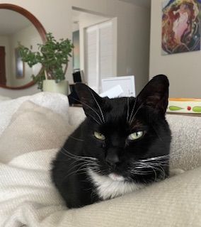 Black and white cat with green eyes nestled on a cream-colored couch, indoors.