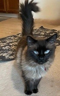 Seal point cat with blue eyes and fluffy, dark tail standing.
