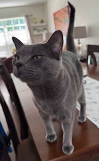 Gray cat standing on a wooden table, tail up, looking alert.